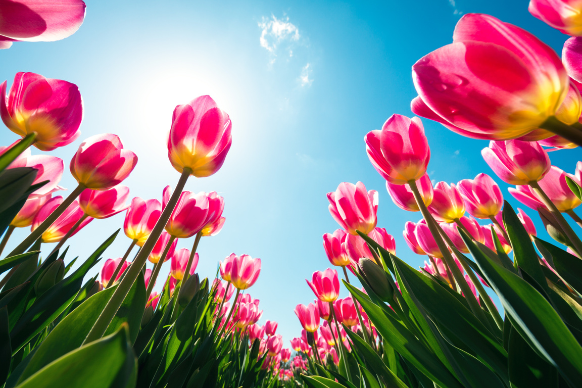 Tulip Field